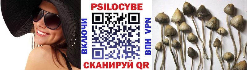 где можно купить наркотик  Будённовск  Галлюциногенные грибы мицелий 
